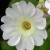 Auricula Northern Lights - Abriachan Nurseries
